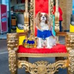 Pet owners in Southport are being invited by Jollyes - The Pet People to enjoy the Coronation of King Charles III with a right Royal Pawty