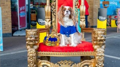 Pet owners in Southport invited by Jollyes to enjoy the Coronation with a right Royal Pawty!