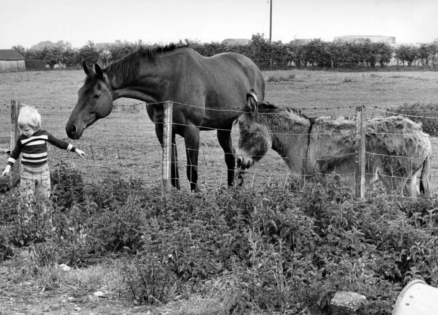 Matthew Ormesher (left) with Red Rum and Andy the donkey in a field at Kew, Southport. Photo by Harry Ormesher