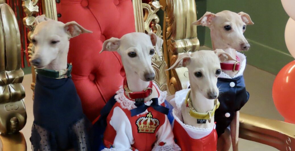 Animal lovers in Southport enjoyed a very special Royal Pawty hosted by Jollyes - The Pet People at Southport Market to celebrate the Coronation of King Charles III, with hundreds of pounds raised for the Little Legs charity. Photo by Andrew Brown Stand Up For Southport