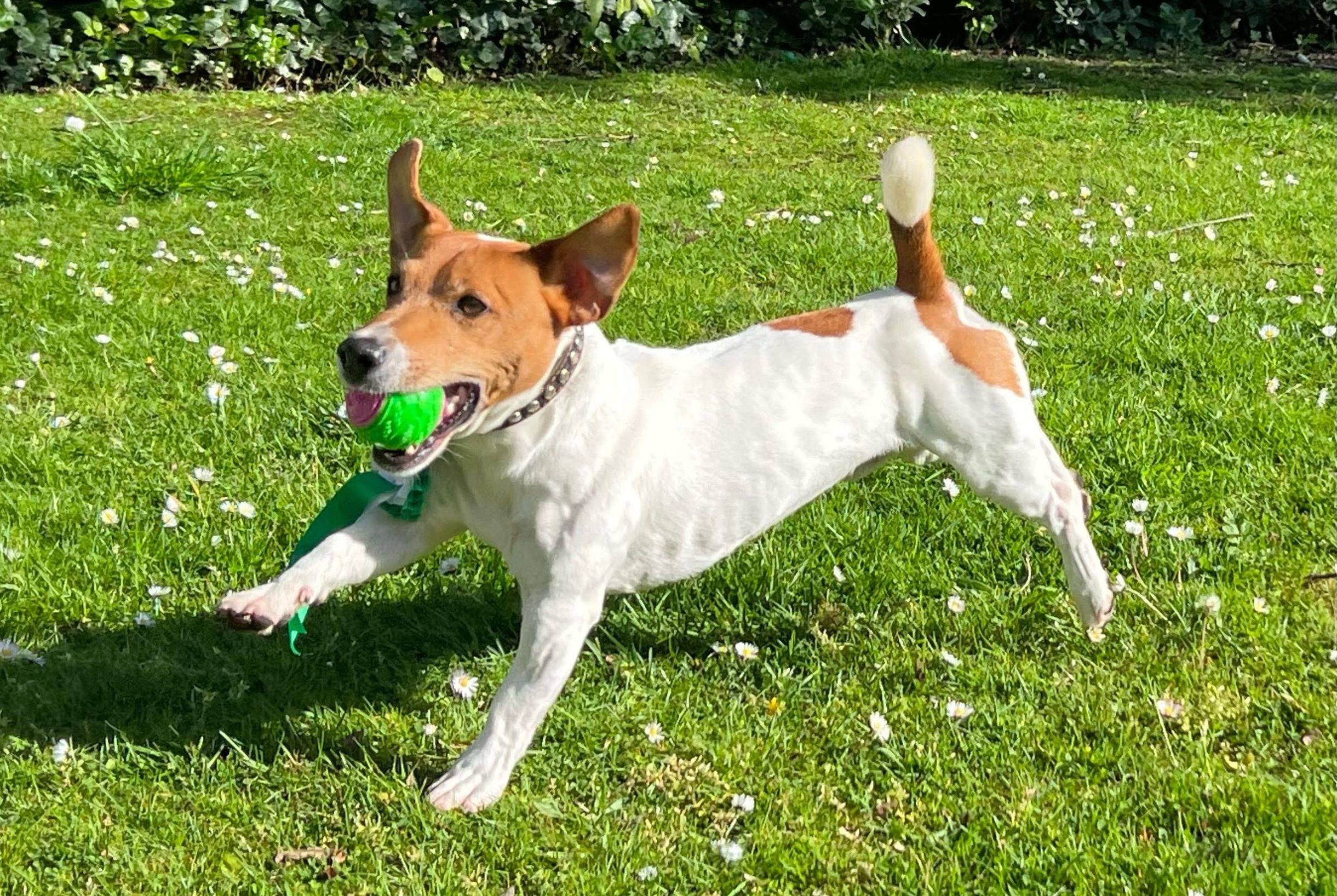 Spike, the wonder dog who has left Ukraine for a new home in Southport