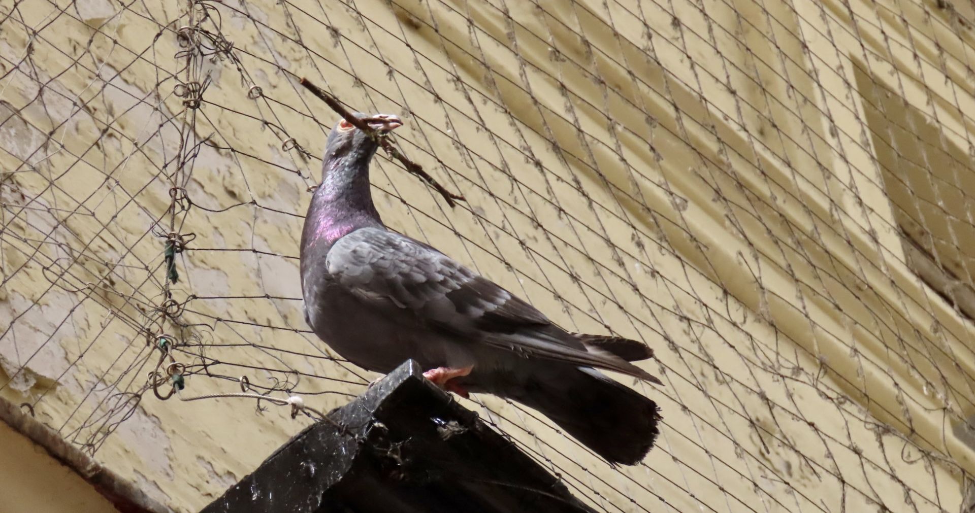 A pigeon in Cambridge Arcade in Southport. Photo by Andrew Brown Stand Up For Southport