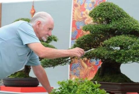 Merseybeat musician’s passion for bonsai trees raises nearly £10,000 for Queenscourt Hospice