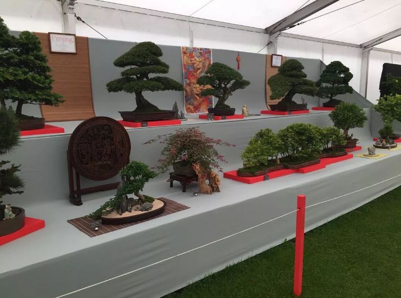 Ken Shalliker has raised nearly £10,000 for Queenscourt Hospice through the sale of his bonsai trees