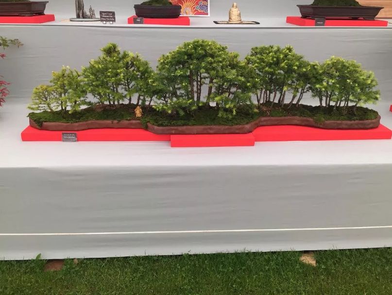 Ken Shalliker has raised nearly £10,000 for Queenscourt Hospice through the sale of his bonsai trees. The Larch tree in Ken's exhibition is 40 years old
