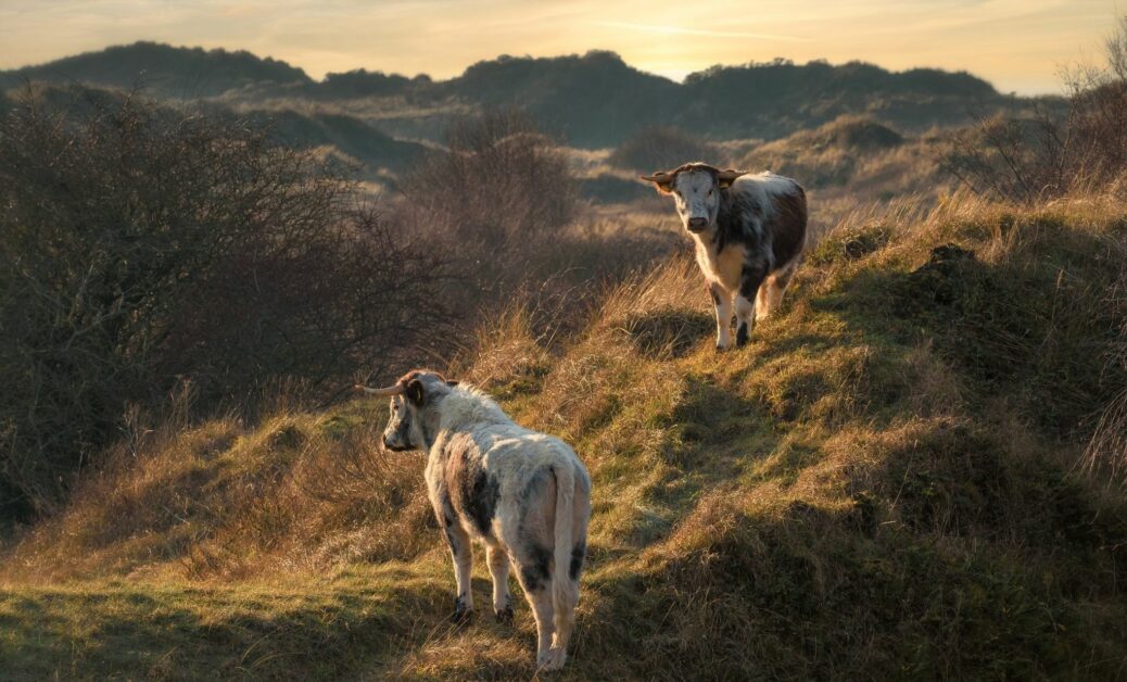 Grazing cattle are now back on the dunes at Birkdale Local Nature Reserve in Southport. Excellent picture of last year's Longhorn Cattle by Green Sefton volunteer Theresa Horbes