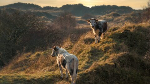 Herdwick sheep and rare breed Belted Galloway and Longhorn cattle return to Southport nature reserves