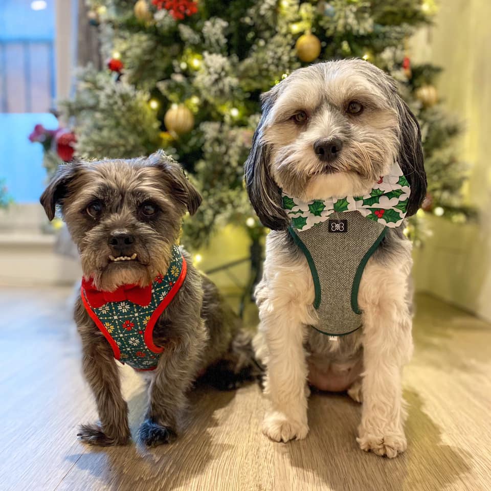 So difficult to pick my favourite festive photo of my two rescue furbabies, someet Benji and Opal. Photo by Kate Martin