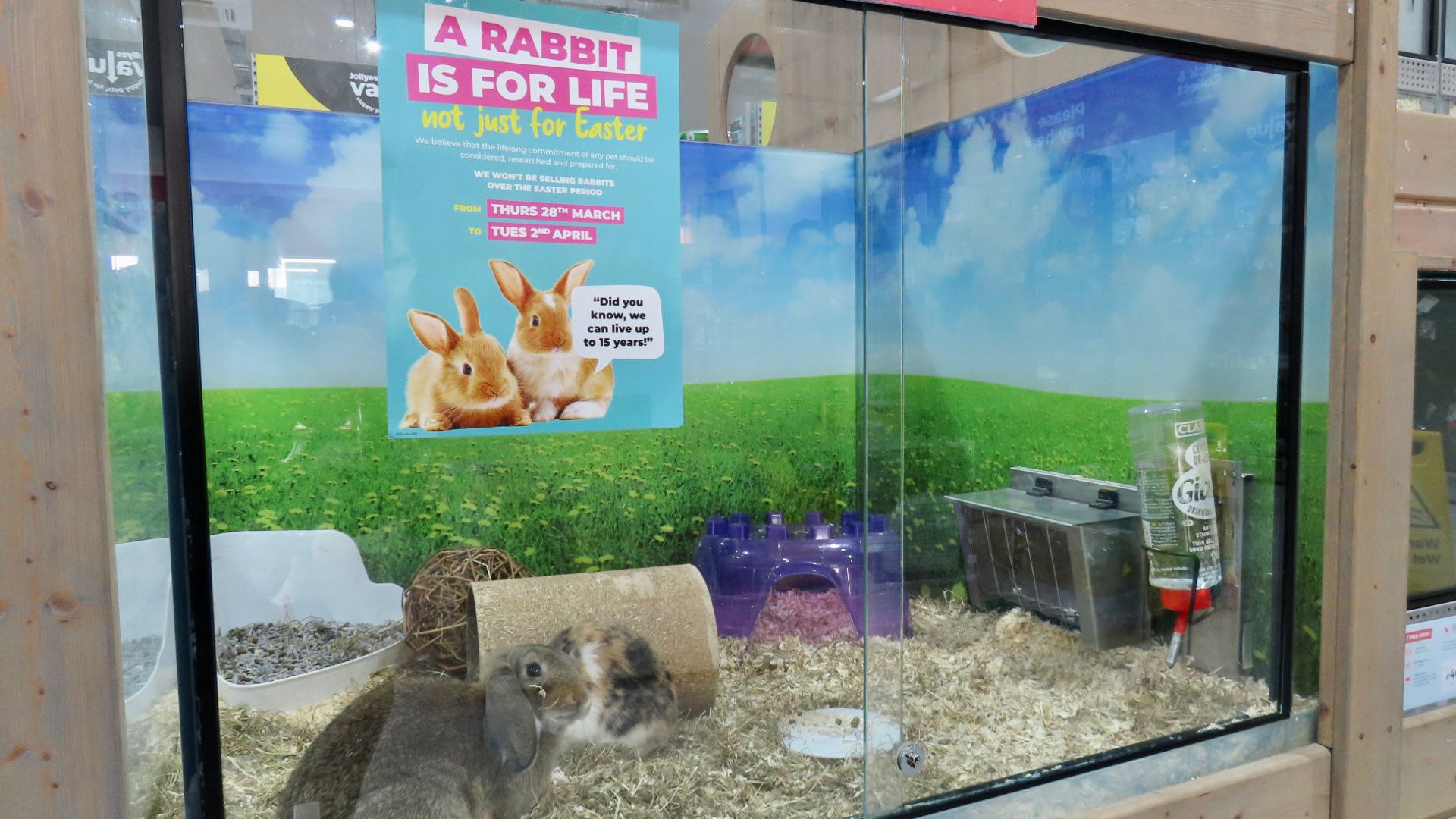 Rabbits at Jollyes - The Pet People at Kew Retail Park in Southport. Photo by Andrew Brown Arena PR