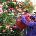 Southport Flower Show. Photo by Southport Flower Show