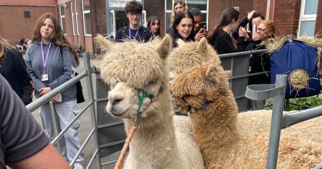 Natterjack Alpacas visited KGV Sixth Form College in Southport to promote student wellbeing