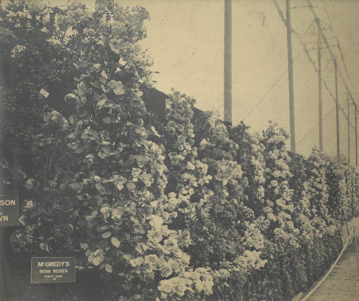 Southport Flower Show in 1924. A charming group of cut roses, extending 40 ft. The exhibit by Messrs S. McGredy, Portadown, was awarded the First Prize and a Silver Challenge Trophy. Photo by Southport Flower Show