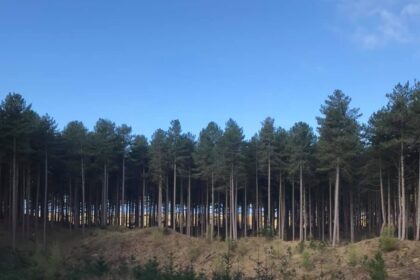 Ainsdale Nature Reserve in Southport. Photo by Andrew Brown Stand Up For Southport