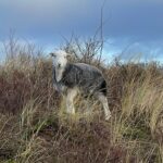 Sefton Council, and coastal conservation partners Natural England and Lancashire Wildlife Trust, are dismayed to report one of the conservation sheep at Ainsdale Local Nature Reserve has been euthanised after a dog attack