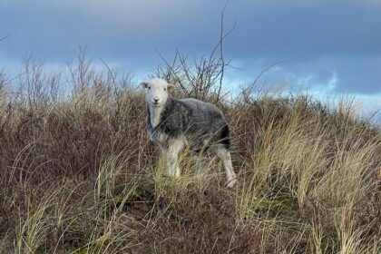 Sefton Council, and coastal conservation partners Natural England and Lancashire Wildlife Trust, are dismayed to report one of the conservation sheep at Ainsdale Local Nature Reserve has been euthanised after a dog attack