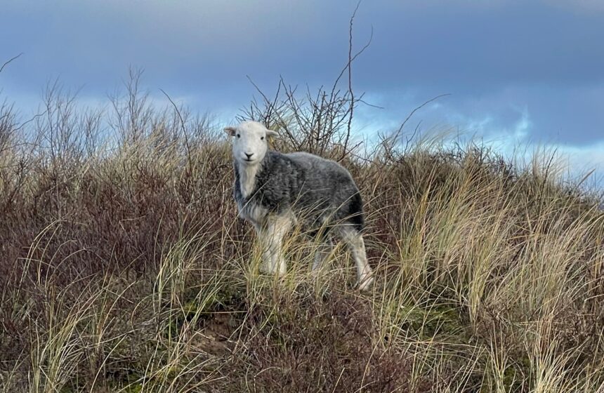 Sefton Council, and coastal conservation partners Natural England and Lancashire Wildlife Trust, are dismayed to report one of the conservation sheep at Ainsdale Local Nature Reserve has been euthanised after a dog attack