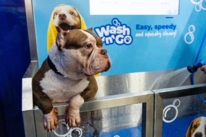 Jollyes is beefing up Operation Cool Dog