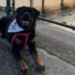 Wag & Walk is Back this September raising funds for Queenscourt Hospice