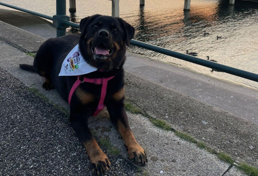Wag & Walk is Back this September raising funds for Queenscourt Hospice