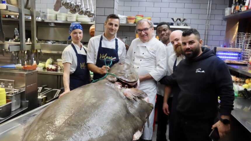 The team at Volare restaurant in Southport with their giant halibut. Photo by Andrew Brown Stand Up For Southport