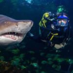 Queenscourt Hospice is hosting a Shark Dive at the Blue Planet Aquarium in Cheshire