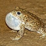 Male Natterjack Toad at Ainsdale - Photo Credit: Picture taken under licence by Phil Smith
