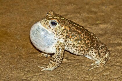 Male Natterjack Toad at Ainsdale - Photo Credit: Picture taken under licence by Phil Smith