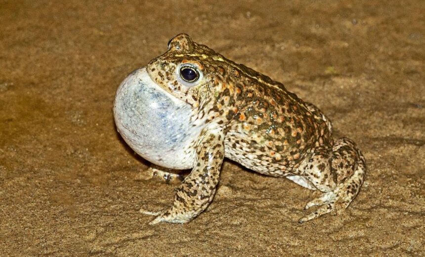 Male Natterjack Toad at Ainsdale - Photo Credit: Picture taken under licence by Phil Smith