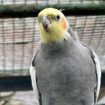 A bird at the Botanic Gardens Aviary in Churchtown in Southport. Photo by Andrew Brown Stand Up For Southport