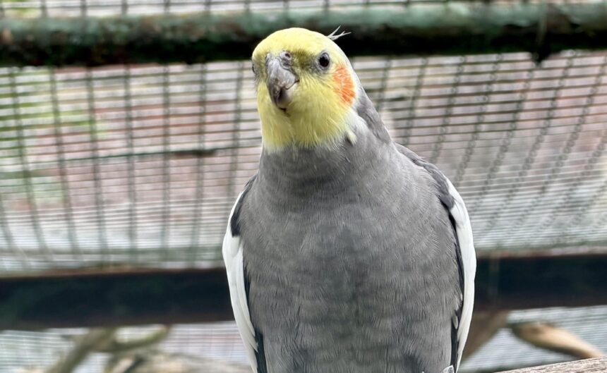 A bird at the Botanic Gardens Aviary in Churchtown in Southport. Photo by Andrew Brown Stand Up For Southport