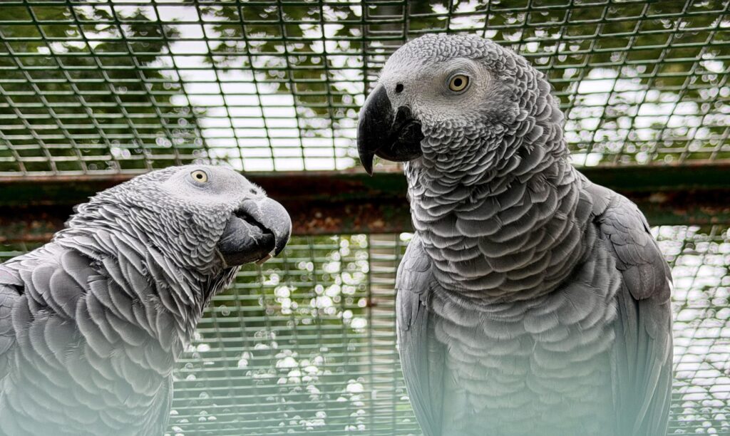 Birds at the Aviary at the Botanic Gardens in Churchtown in Southport. Photo by Andrew Brown Stand Up For Southport