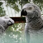 Birds at the Aviary at the Botanic Gardens in Churchtown in Southport. Photo by Andrew Brown Stand Up For Southport