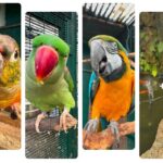 The Botanic Gardens Aviary in Churchtown in Southport