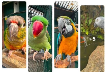 The Botanic Gardens Aviary in Churchtown in Southport