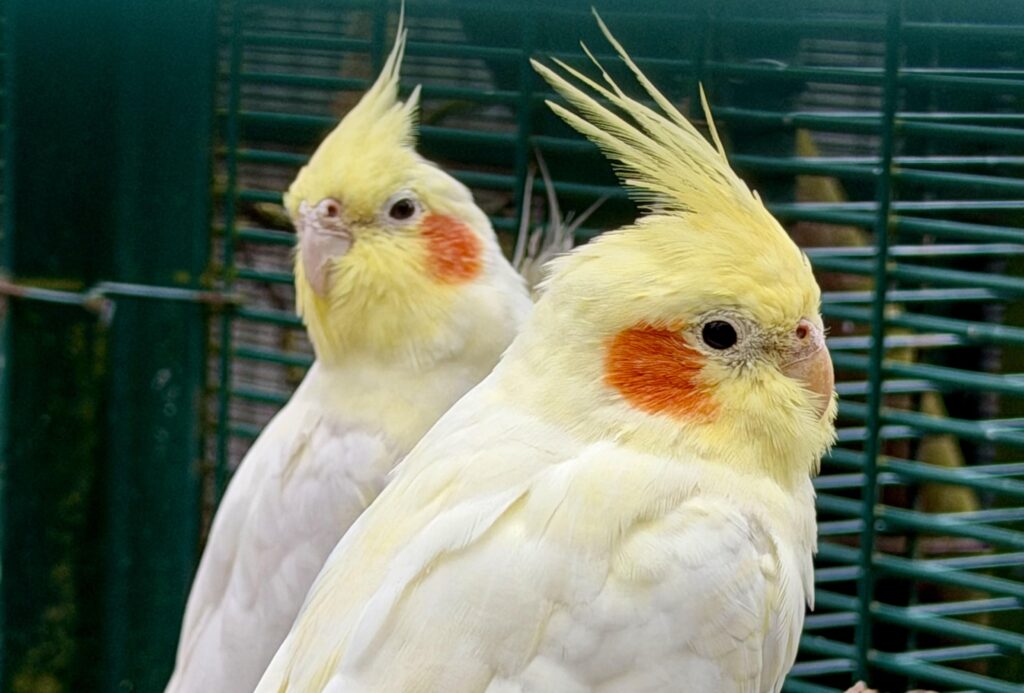 The Botanic Gardens Aviary in Churchtown in Southport. Photo by Andrew Brown Stand Up For Southport
