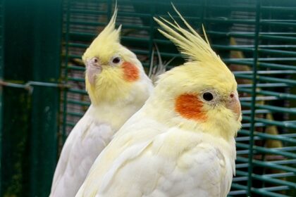 The Botanic Gardens Aviary in Churchtown in Southport. Photo by Andrew Brown Stand Up For Southport