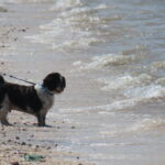 A scenic picture of a dog enjoying high tide at Southport Beach. Photo by Andrew Brown Stand Up For Southport
