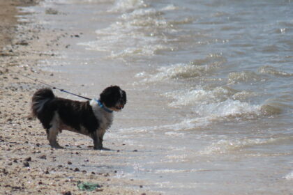 A scenic picture of a dog enjoying high tide at Southport Beach. Photo by Andrew Brown Stand Up For Southport