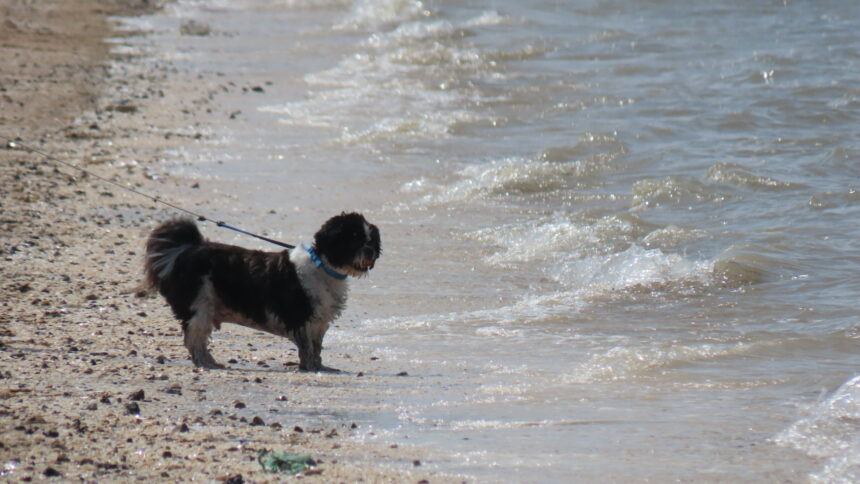 A scenic picture of a dog enjoying high tide at Southport Beach. Photo by Andrew Brown Stand Up For Southport