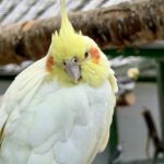 The Aviary at the Botanic Gardens in Churchtown in Southport. Photo by Andrew Brown Stand Up For Southport