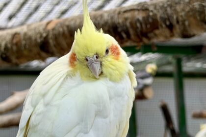 The Aviary at the Botanic Gardens in Churchtown in Southport. Photo by Andrew Brown Stand Up For Southport