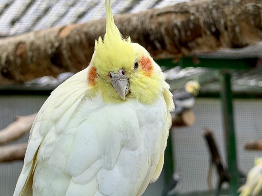 The Aviary at the Botanic Gardens in Churchtown in Southport. Photo by Andrew Brown Stand Up For Southport