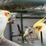 The Aviary at the Botanic Gardens in Churchtown in Southport. Photo by Andrew Brown Stand Up For Southport