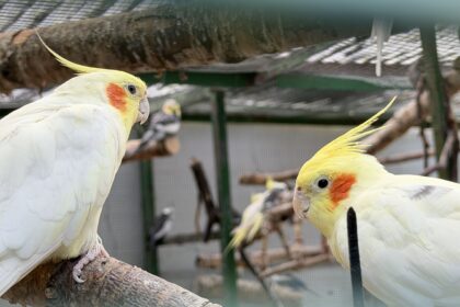 The Aviary at the Botanic Gardens in Churchtown in Southport. Photo by Andrew Brown Stand Up For Southport