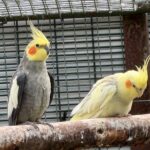 The Aviary at Botanic Gardens in Churchtown in Southport. Photo by Andrew Brown Stand Up For Southport