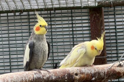 The Aviary at Botanic Gardens in Churchtown in Southport. Photo by Andrew Brown Stand Up For Southport