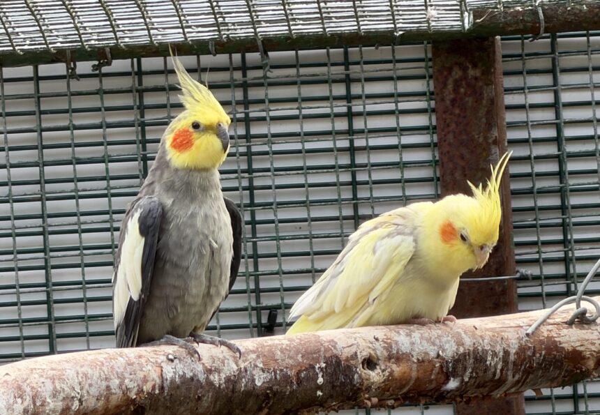 The Aviary at Botanic Gardens in Churchtown in Southport. Photo by Andrew Brown Stand Up For Southport