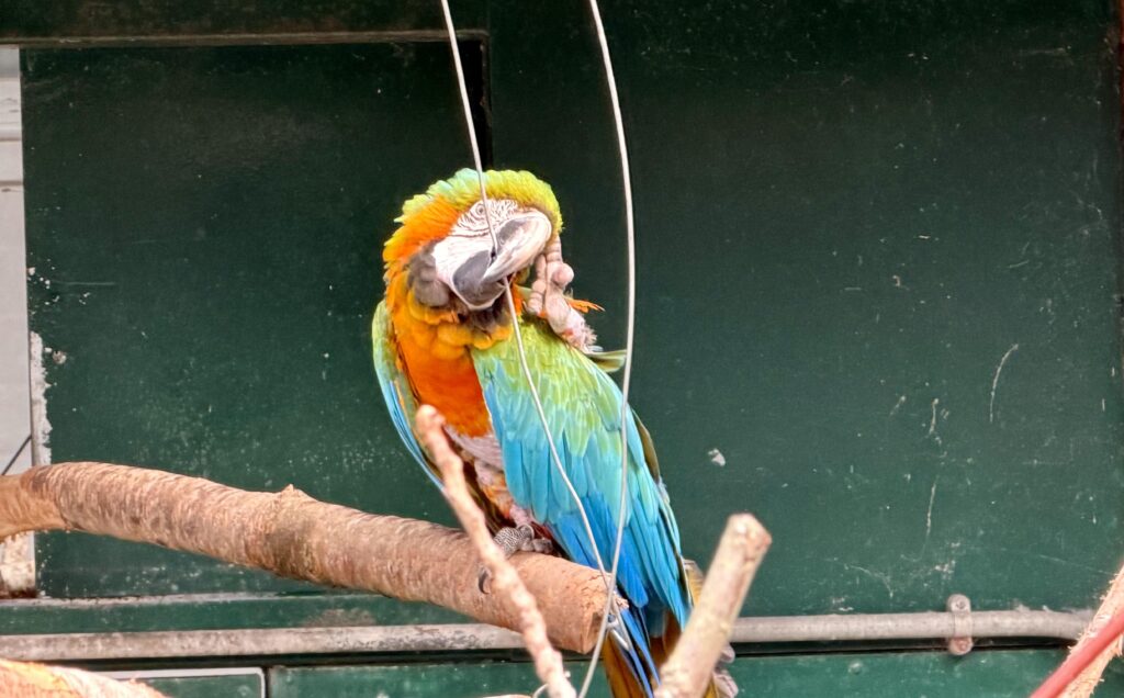The Aviary at the Botanic Gardens in Churchtown in Southport. Photo by Andrew Brown Stand Up For Southport