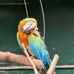 The Aviary at the Botanic Gardens in Churchtown in Southport. Photo by Andrew Brown Stand Up For Southport