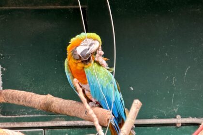 The Aviary at the Botanic Gardens in Churchtown in Southport. Photo by Andrew Brown Stand Up For Southport